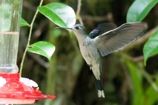 Grey-breasted Sabrewing at Rio Bigal